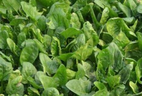 菠菜的营养价值和功效,吃菠菜的好处和坏处