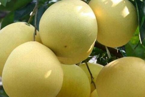 连吃一个月的柚子暴瘦，吃一个月柚子瘦了27斤