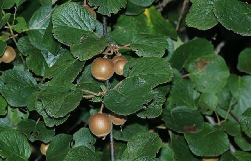 中药猕猴桃的功能和作用，猕猴桃怎么吃