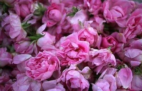 玫瑰精油对脸部的作用,玫瑰精油正确使用方法