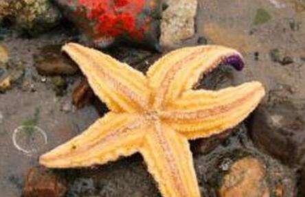 海星为什么男人不能吃，海星不适宜哪些人群吃