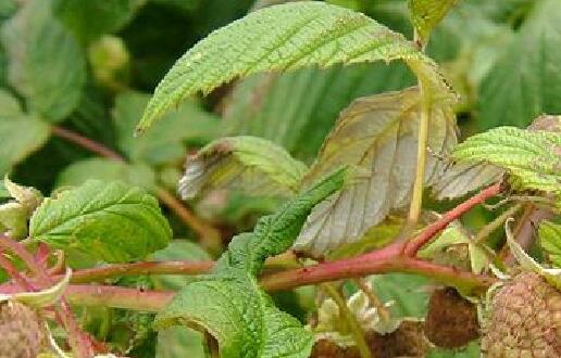 覆盆子叶茶功效与作用及食用方法