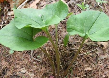 细辛的功效与作用及禁忌，细辛的用法用量