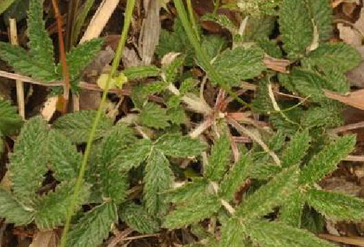 翻白草别名是叫什么，翻白草治什么病