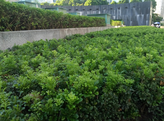 五倍子的功效与作用及禁忌，五倍子的用法