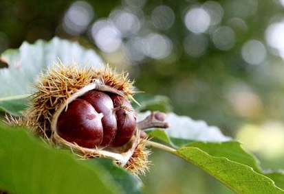 板栗怎么保存不会坏，板栗放冰箱冷冻一年能吃吗