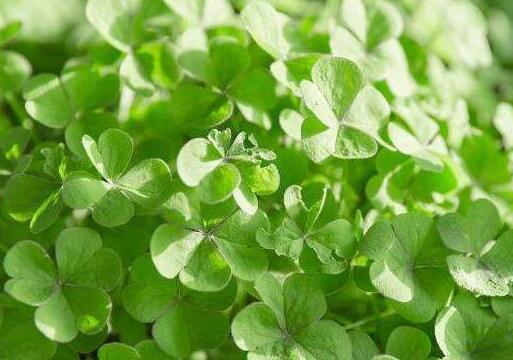 苜蓿草是三叶草吗，苜蓿草在农村叫什么