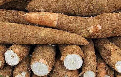 木薯相克的食物有哪些，木薯不能和什么食物一起吃