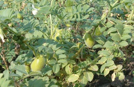 鹰嘴豆粉可以直接泡吗，鹰嘴豆粉的功效和作用