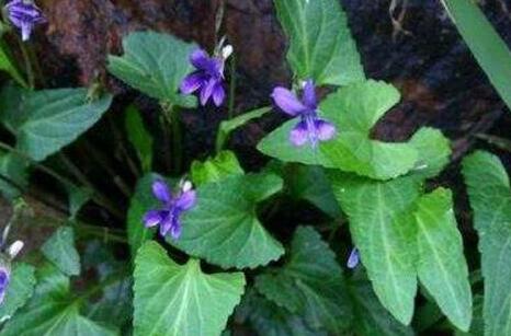 地丁的功效与作用及禁忌