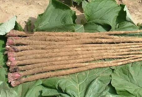 牛蒡的作用与禁忌，牛蒡与什么食物相克