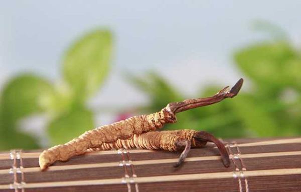 冬虫夏草什么人不能吃？冬虫夏草的功效与作用