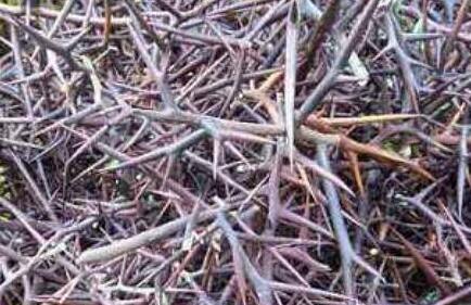 皂角刺泡酒的功效与作用及禁忌