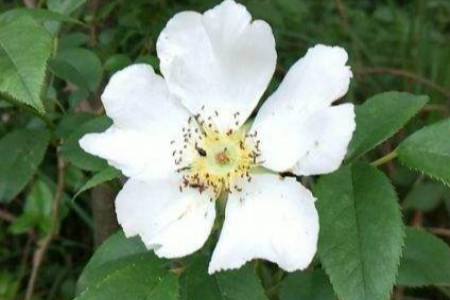 金樱子花的功效与作用，金樱子花怎么吃