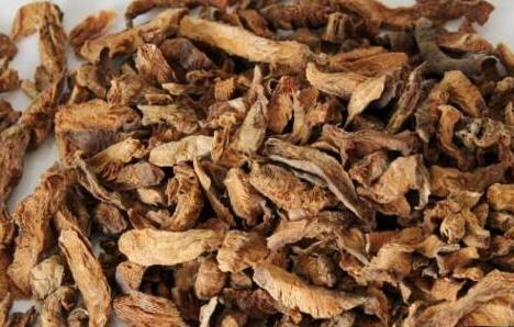 菊苣茶降尿酸是真的吗，喝菊苣茶一个月尿酸反而高了