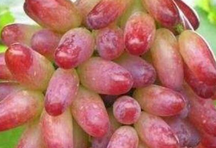 红提子的皮能吃吗,吃提子剥皮好还是不剥皮好