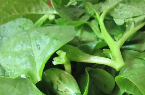 木耳菜的功效与作用禁忌，木耳菜的营养价值