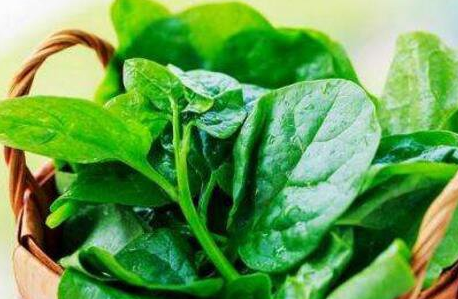 木耳菜的功效与作用禁忌，木耳菜的营养价值