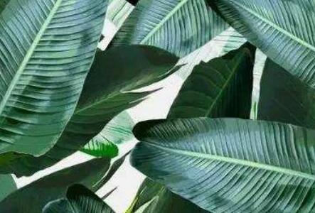 芭蕉不能和什么一起吃，什么人不适合吃芭蕉