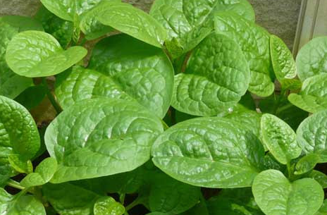 木耳菜的功效与作用禁忌，木耳菜的营养价值