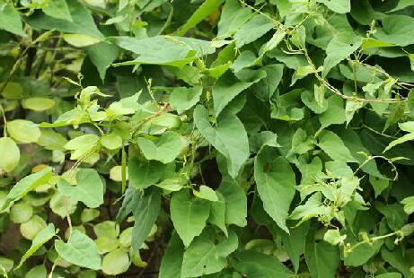 夜交藤能治失眠吗，夜交藤治失眠的使用方法