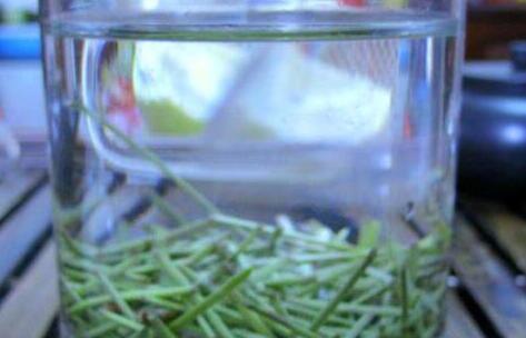 松针茶的制作方法，如何自制干松针茶