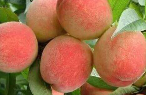 桃子有哪些人不能吃，桃子的适合人群