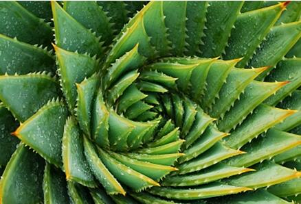 芦荟可以直接涂在脸上吗 新鲜芦荟涂脸正确方法