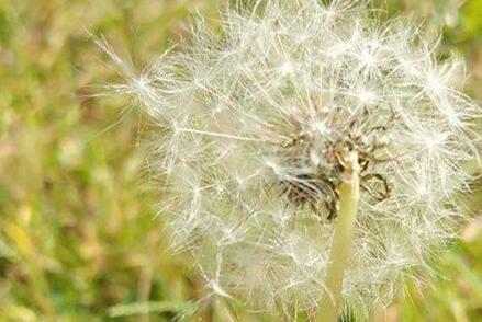 蒲公英能治啥病，蒲公英有什么作用