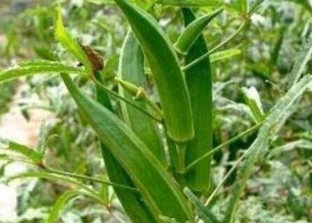 黄秋葵的功效与作用及食用方法