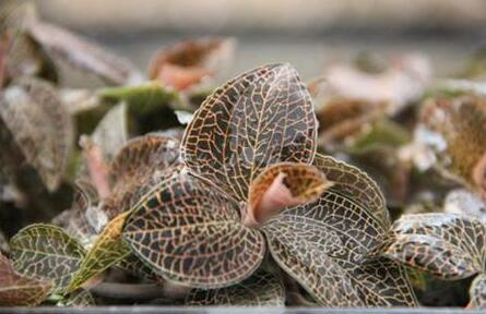 金线莲的功效与作用，金线莲的吃法