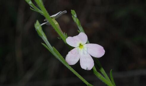独脚金不适合哪些人喝？独脚金的副作用有哪些？