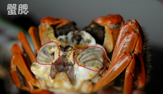 大闸蟹不能和什么一起吃？大闸蟹不能吃的部位图