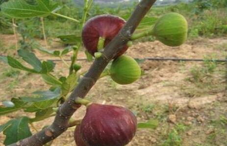 无花果一天吃多少最好？