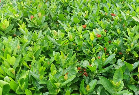 绿茶的副作用是什么？绿茶的禁忌人群有哪些？