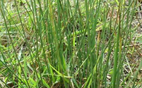 灯心草的功效与作用及禁忌