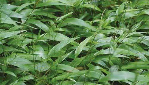 竹叶的功效与作用，竹叶的禁忌