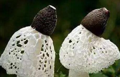 竹荪和什么搭配煲汤好,竹荪的禁忌