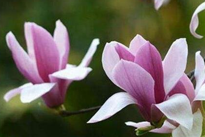 辛夷花的功效与作用，辛夷花的禁忌