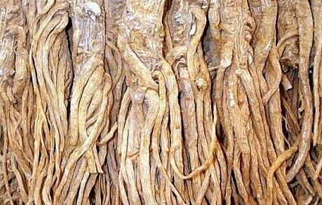 当归尾的功效与作用及禁忌