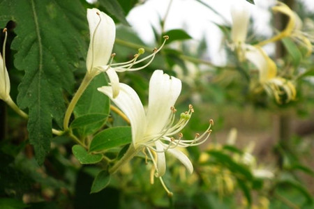 金银花的功效与作用及禁忌