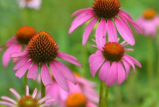 松果菊的功效与作用及禁忌