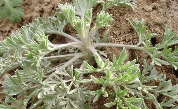 白蒿和艾草的区别在哪?有图片吗?