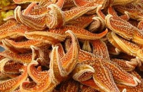 海星吃几个会中毒，海星一次最多可以吃几个