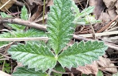 翻白草降血糖的喝法,翻白草降血糖有奇效