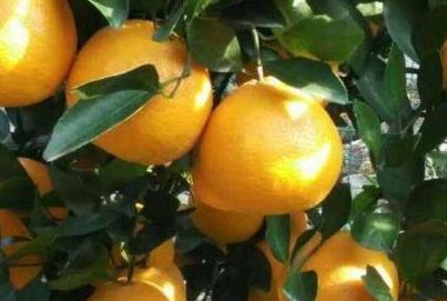 皇帝柑绿色的能吃吗，皇帝柑吃多了会怎样