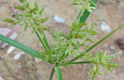 香附的功效与作用及禁忌