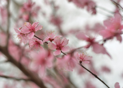 桃胶的功效与作用，桃胶的食用方法