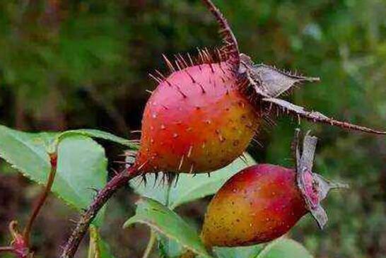 金樱子对女人的作用，女人喝金樱子有啥功效