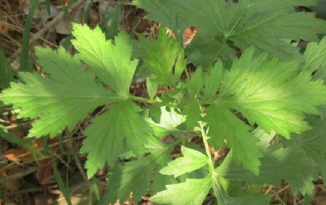 白蒿和艾草的区别在哪?有图片吗?